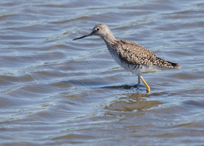 Greater Yellowlegs, partially molted