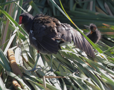 Common Gallinules, adult with chick