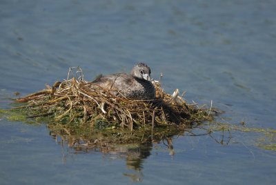 Pied-billed Grebe, on nest