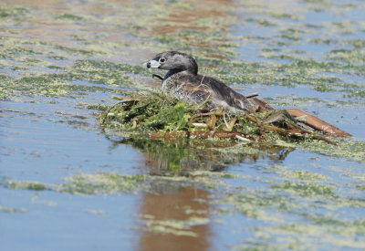 Pied-billed Grebe, on nest