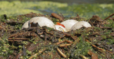 Pied-billed Grebe Nest, five eggs, closeup