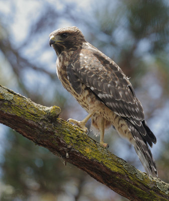 Red-shouldered Hawk, juvenile