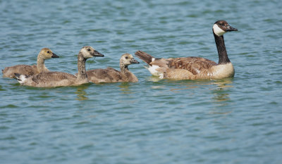 Canada Geese, adult with three chicks