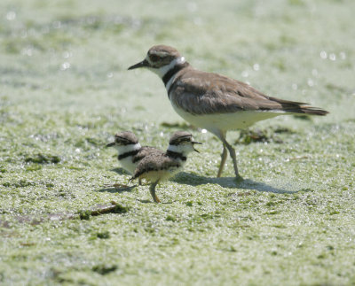 Killdeers, adult and two chicks