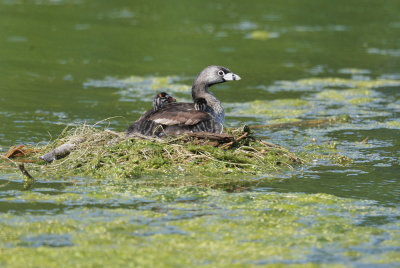 Pied-billed Grebes, adult and two chicks