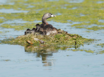 Pied-billed Grebes, adult and chicks