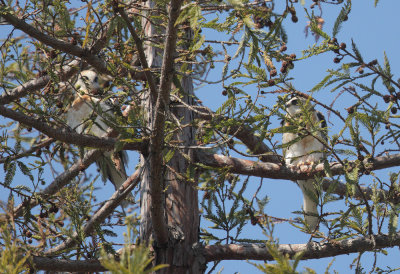 Two White-tailed Kites, juveniles