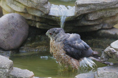 Cooper's Hawk