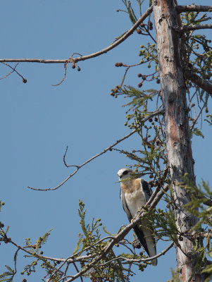 White-tailed Kite, juvenile, 26/7/20