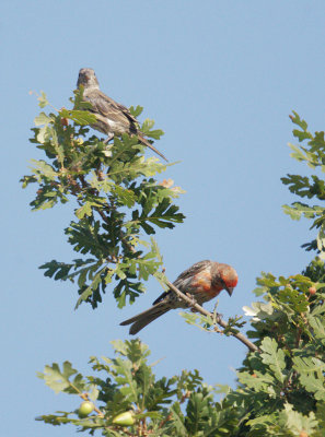 House Finches, pair, 08-Aug-2020