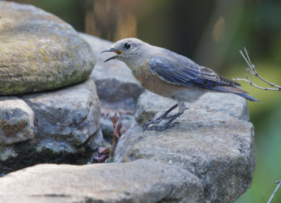 Western Bluebird, female, 14/8/20