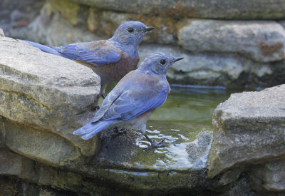 Western Bluebirds, males, 14-Aug-2020