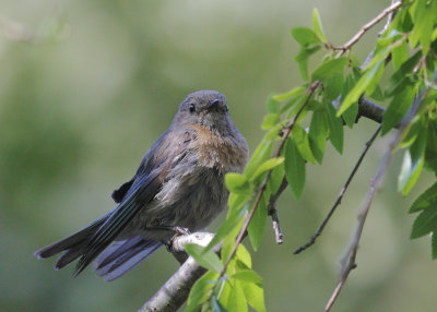 Western Bluebird, female, 22-Jun-2020