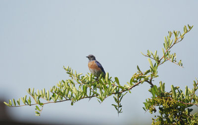 Western Bluebird, male, 08-Aug-2020
