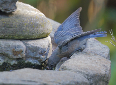 Western Bluebird, female, 14-Aug-2020