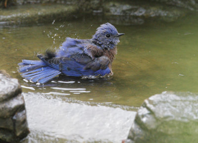 Western Bluebirds, male bathing, 02-Sep-2020