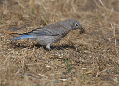 Western Bluebird, juvenile, 7/6/20