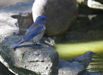 Western Bluebirds, adult male and juvenile, 22-Jun-2020