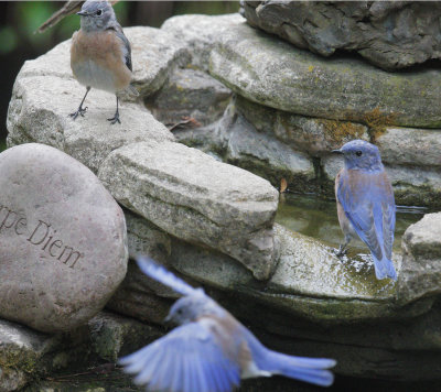 Western Bluebirds, 02-sep-/20