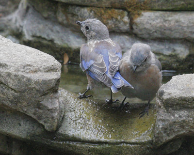 Western Bluebirds, juveniles, 02-Sep/20