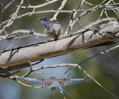 Western Bluebirds, juveniles, 07-Jun-20