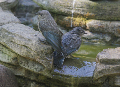 Western Bluebirds, juvenile, 19-Jun-20