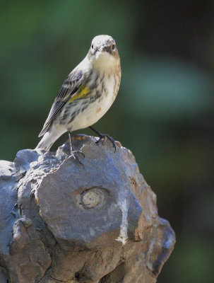 Yellow-rumped Warblers