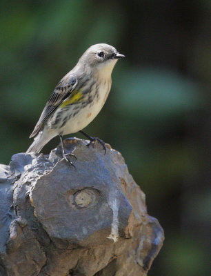 Yellow-rumped Warbler, Audubon's, 18-Oct-2020