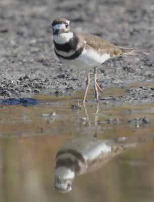 Killdeer