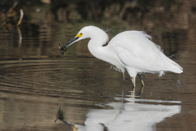 Snowy Egret, with food, 31-Oct-2020