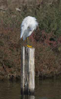 Snowy Egret, preening, 31-Oct-2020