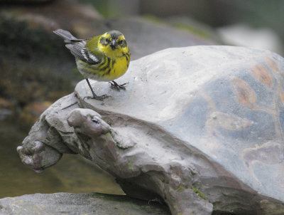 Townsend's Warbler, female, 13-Nov-2020