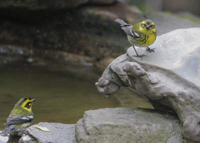 Townsend's Warblers, pair, female on right, 13-Nov-2020