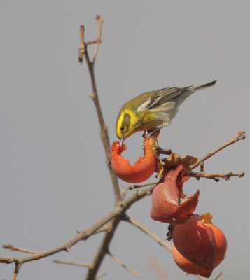 Townsend's Warbler, female