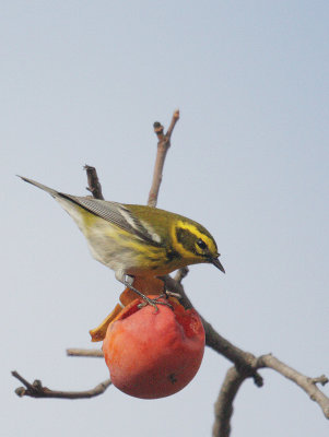 Townsend's Warbler, female