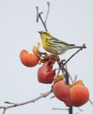 Townsend's Warbler, female