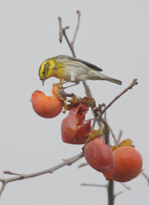 Townsend's Warblers