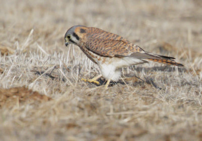 American Kestrel, female