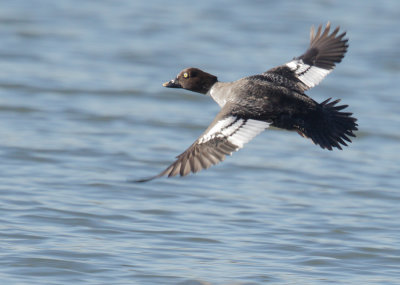 Common Goldeneye, female in flight, 20-Dec-2020