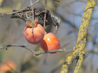 European Starling, with persimmon, 20-Dec-2020