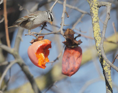White-crowned Sparrow, persimmons, 20-Dec-2020