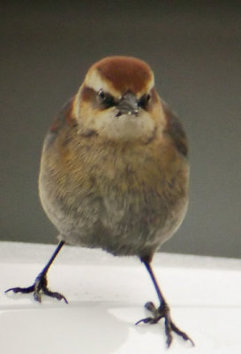 Rusty Blackbird, female