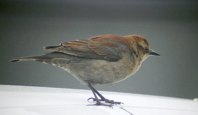 Rusty Blackbird, female