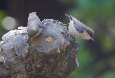 Pygmy Nuthatches, 12/Jan/21