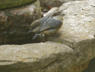 Pygmy Nuthatches, 12/Jan/2021
