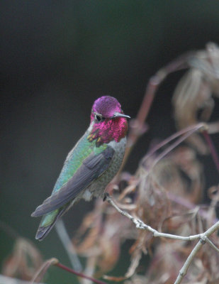 Anna's Hummingbird, male, 21/jan/2021