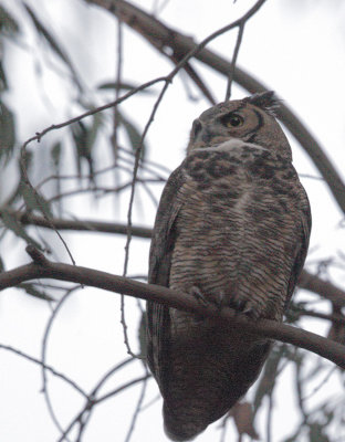 Great Horned Owl, 23-Jan-2021