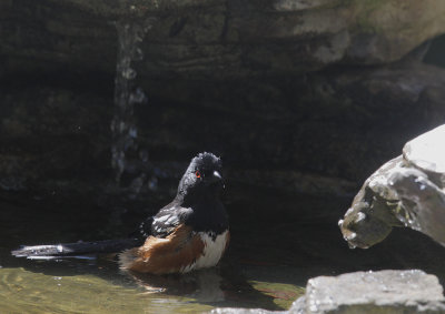 Spotted Towhee, male, 26-Feb-2021