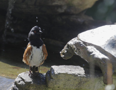 Spotted Towhee, male, 26-Feb-2021
