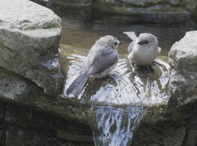 Bushtits, 09-Mar-2021